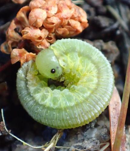 Réf. 243 949 : Tenthredopsis sp.
